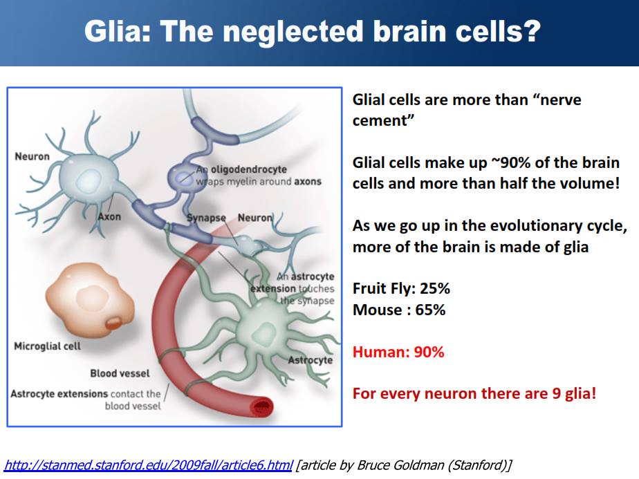 glia