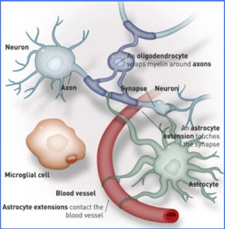 Mental Illness Tied to Immune Defect -- causa-effetto tra le cellule del sistema immunitario e la malattia mentale