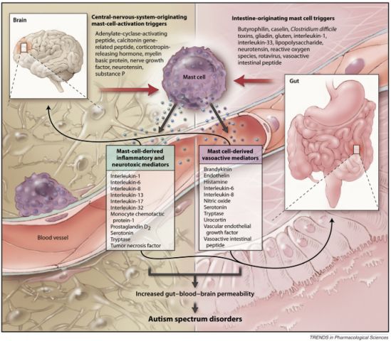 Correlazione tra permeabilità intestinale ed encefalopatia autistica