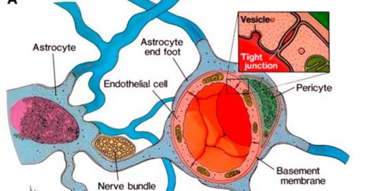 Cysteine, Leucine and Mercury transport across Blood Brain Barrier