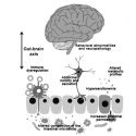 Gastrointestinal Issues in Autism Spectrum Disorder