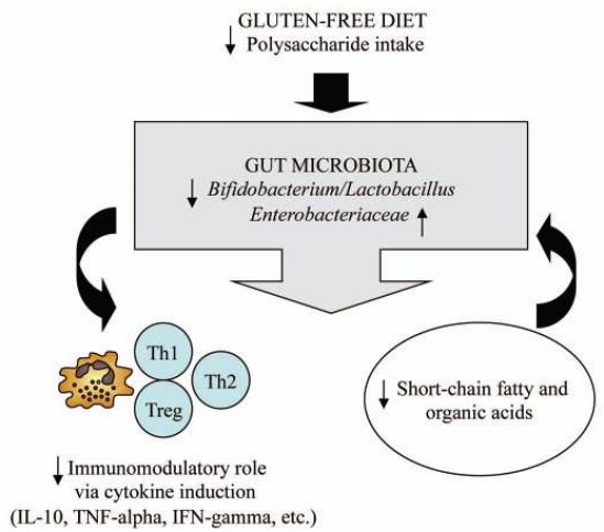 Effects of a gluten-free diet on gut microbiota and immune function in healthy adult humans