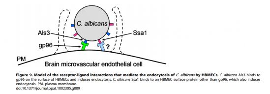 Mechanisms of Candida albicans Trafficking to the Brain