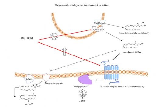 Sistema degli Endocannabinoidi: antinfiammatori ed immunomodulatori