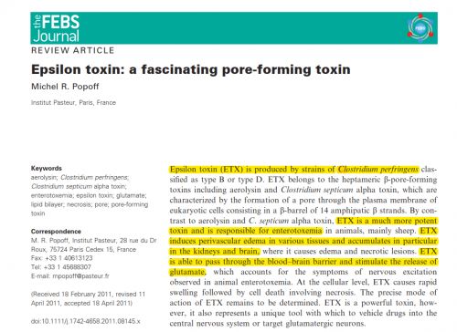 Epsilon toxin (ETX) : potent toxin of Clostridium perfringens